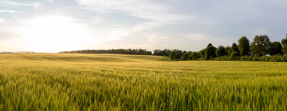 Landwirtschaft und Agrarwirtschaft studieren